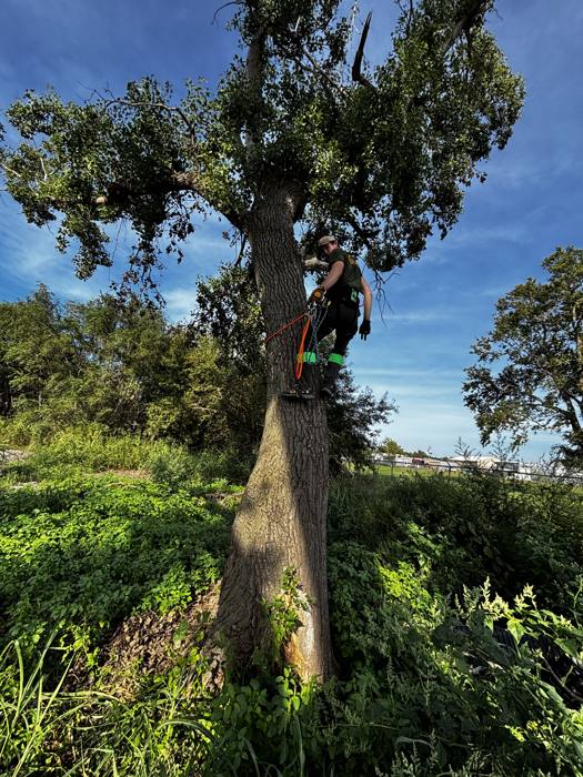Climbing a cottonwood on spikes