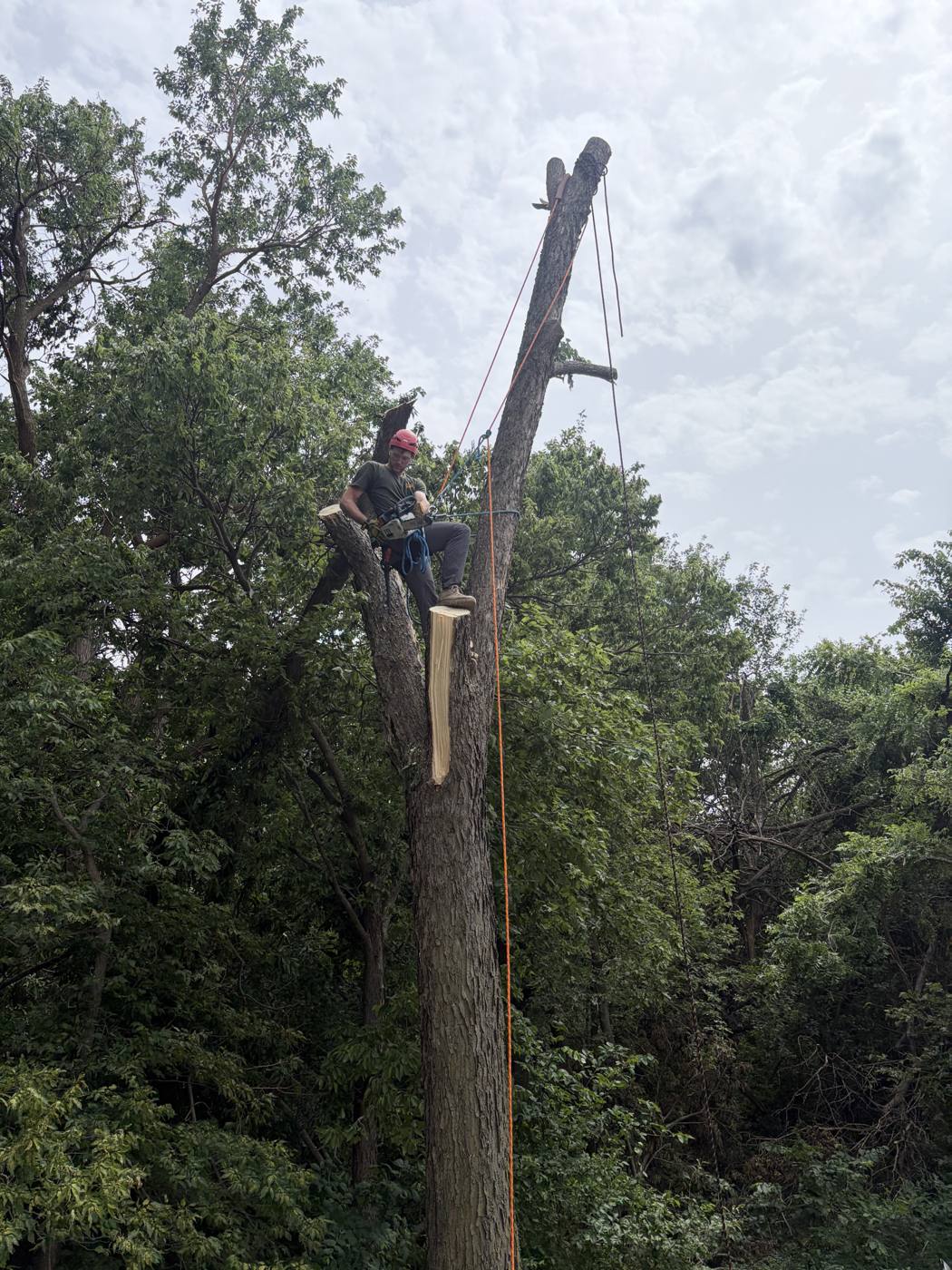 Climber dismantling a storm-broken tree