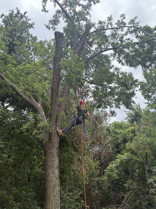 Climber working through the canopy