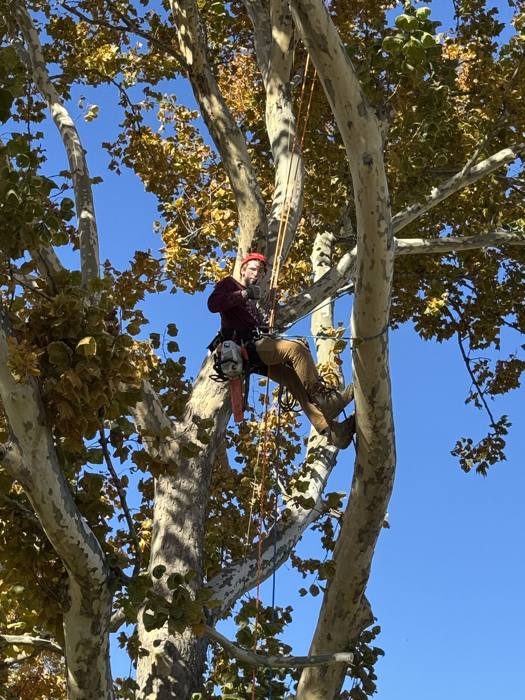 Climbing a sycamore to prune