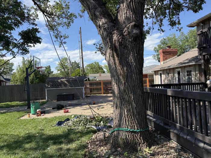 Large backyard tree before work