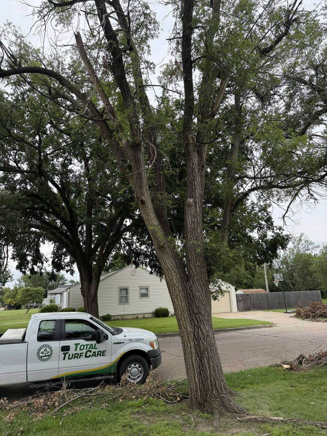 Mature tree with TTC truck