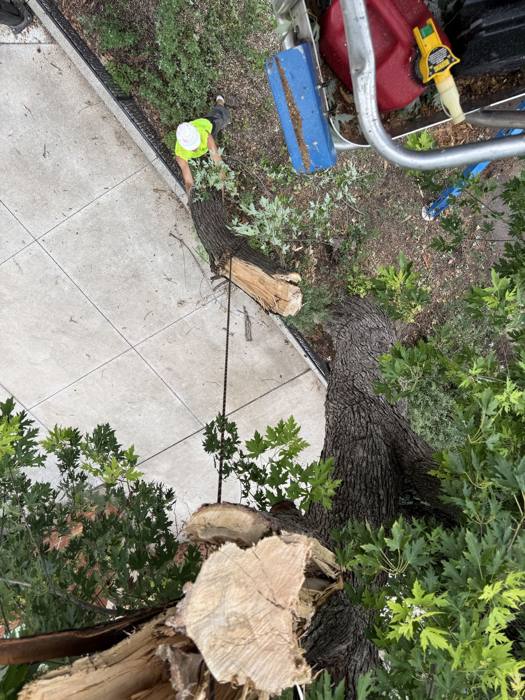 Cleaning up limbs along a walk
