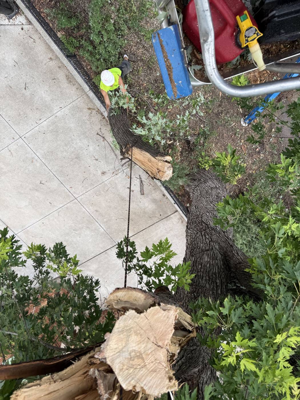 Cleaning up limbs along a walk
