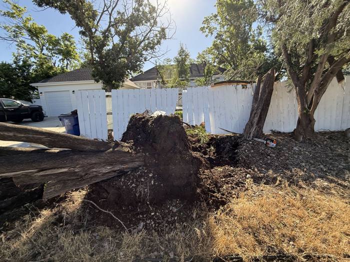 Root plate of a wind-thrown tree