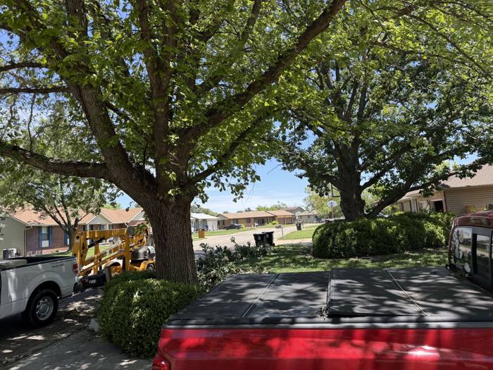 Shade trees over a residential street