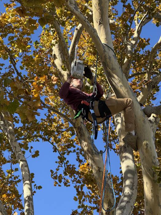 Arborist working high in a sycamore