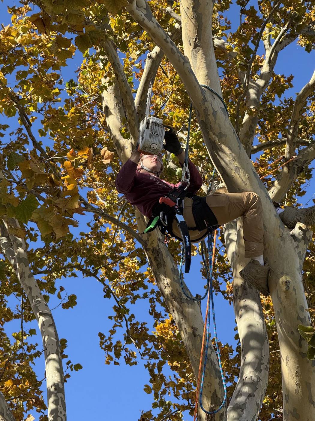Arborist working high in a sycamore